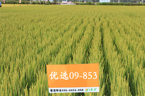 “如東大米”三筆賬 如東三年助農(nóng)增收超5億元