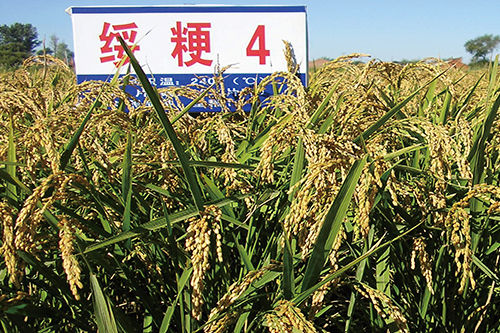 算好“如東大米”三筆賬 如東三年助農(nóng)增收超5億元