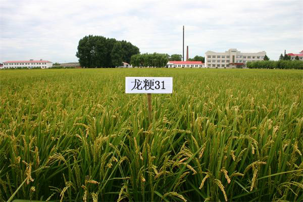吉林“舒蘭大米”日產(chǎn)2000多噸