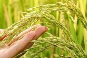 綠色大米是有機(jī)大米嗎？