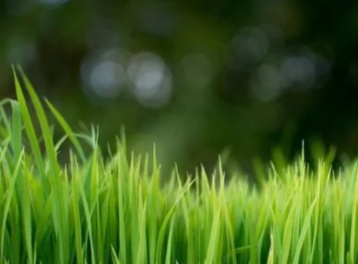 水稻高產(chǎn)栽培技術，掌握科學種植技巧，以減少病蟲害的發(fā)生